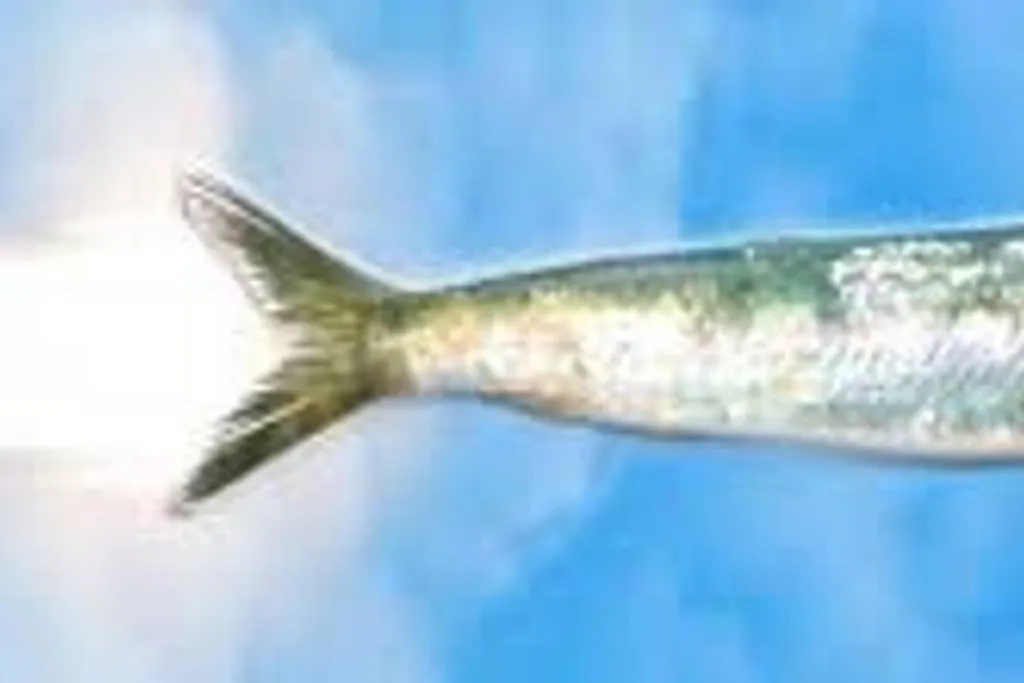 La Sardine Au Coeur Du Panier Apartment Marseille